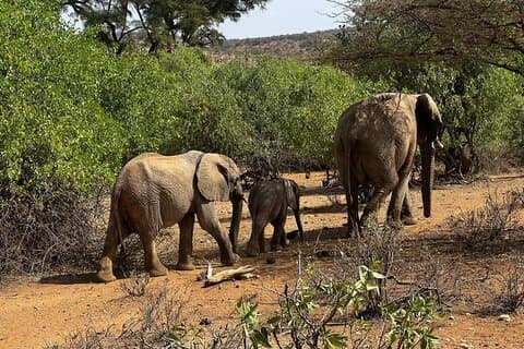 2 days Amboseli national park safari
