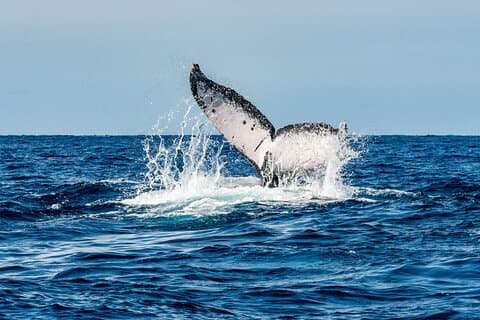 Whale Watching Snorkel Combo