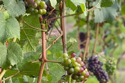 4-Hour Okanagan Valley Wine Tasting. Wineries of East Kelowna Bench.