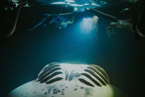 Manta Ray snorkling om natten i Kailua-Kona, Hawaii