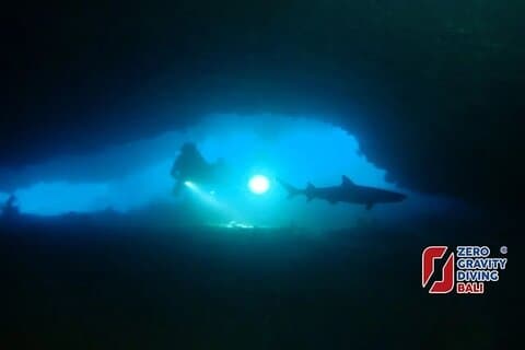 Shark Cave Diving Tangked und Biaha 2 Tauchgänge für zertifizierte Taucher