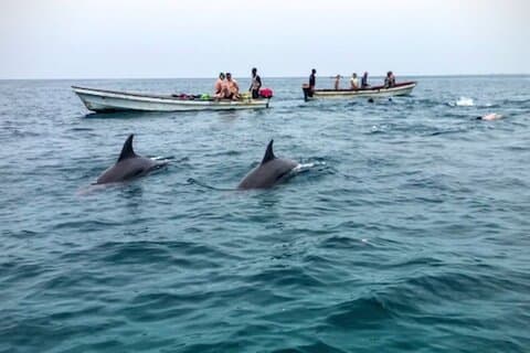 Mnemba Island Swim with Dolphins and Snorkeling (Sea food Lunch)