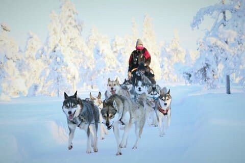 7 km Selvkørende Husky Sled Eventyr i Rovaniemi