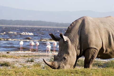 Excursión de 2 días al lago Nakuru Hells Gate y al lago Naivasha desde Nairobi