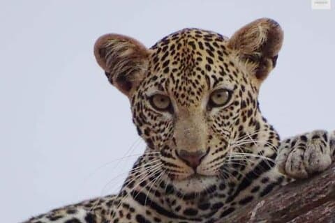 4 Days Best of Kenya Safaris from Watamu