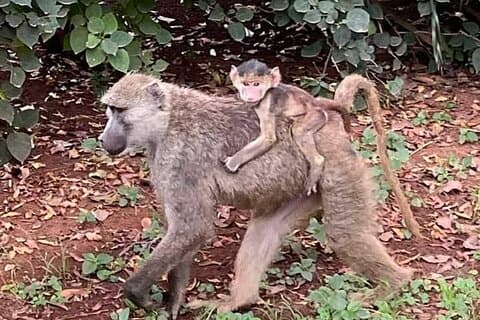 3 Day Private Guided Tour Safari Tsavo East and West in Malindi