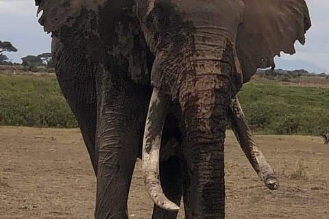 3 Days Private Safari Tsavo East from Watamu