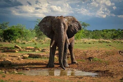 3 Day Safari Tsavo East