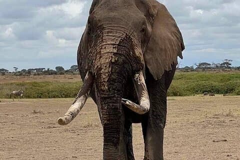 Safari de 3 días en el Parque Nacional Amboseli desde Nairobi