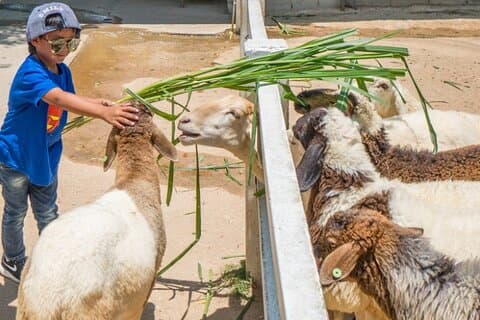 Billets d'entrée à la ferme ovine de Pattaya