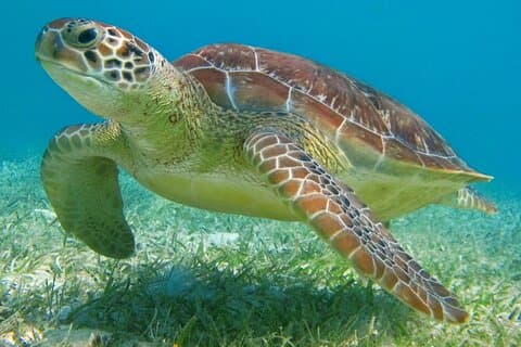 Privat snorkeltur med Turtles Tulum-templer og Cenote