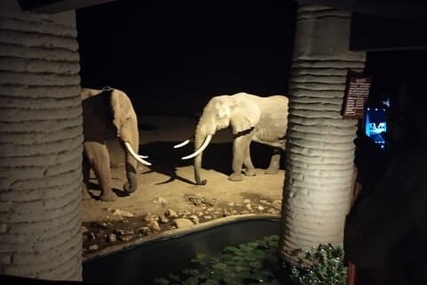 3 dagars safari Amboseli Taita Hills Saltlick Lodge