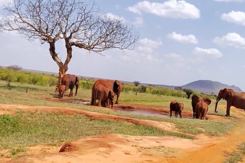 3 Days safari Tsavo West and Tsavo East