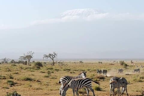 Safari de 3 dias Amboseli e Tsavo East