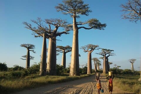 Excursão de Aventura ao Oeste de Madagáscar | Natureza e Descoberta