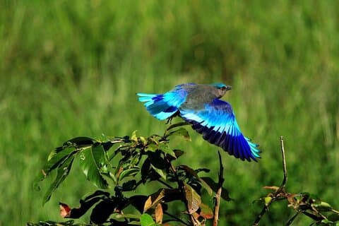 Tours privados de observación de aves y Taj Mahal 2 noches 3 días