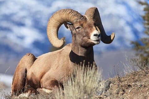Private Yellowstone Wildlife Safari Tour From Cody, WY