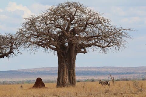 Privater Tagesausflug in den Tarangire-Nationalpark