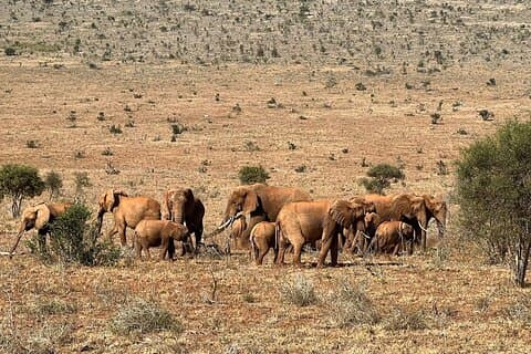 Privat 3-dagers togpakke Lumo Conservancy (Taita Hills)
