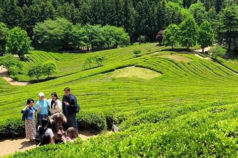 Boseong-Teeplantage und Suncheon-Nationalgarten [Zug+Bus]