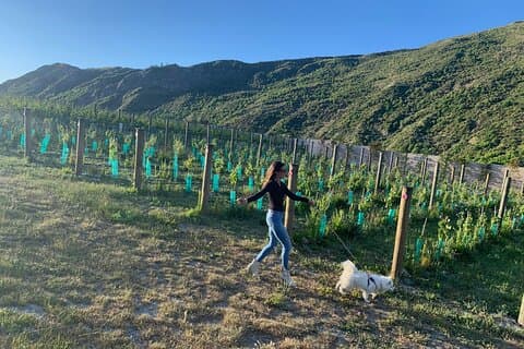 Tour privado de vinos para perros con su guía local