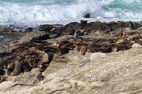 La Jolla Jig Scavenger Hunt