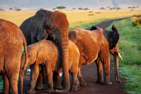 5 giorni di safari sul lago Aberdare Nakuru e Masai Mara da Nairobi