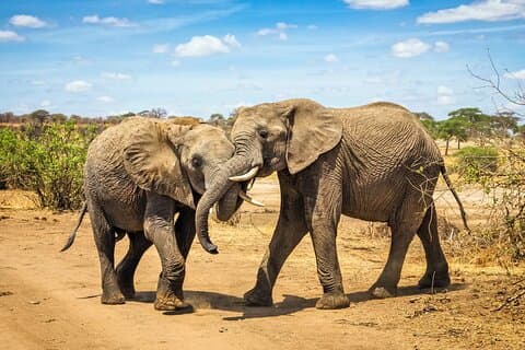 10 Days Tanzania Safari Private Tour