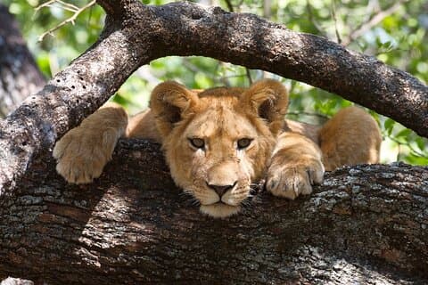 7-daagse Tanzania Camping Safari privétour