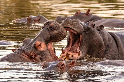 5 Tage Tansania Safari Camping Adventure Private Tour