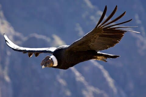 Privétour Chonta Condor Uitzichtpunt vanuit Cusco