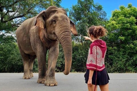 Tour guidato privato di 7 giorni in giro per lo Sri Lanka