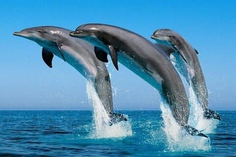 Expérience d'observation des dauphins de 2 heures à Mascate