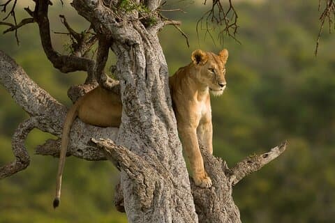 5 dagars magisk Kenya Safari Privat rundtur