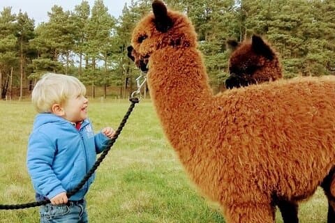 Vacas de montaña, Alpacas de paseo, Centro Escocés de Vida Silvestre y Kelpies