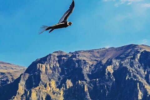 Colca Canyon 2 dager 1 natt