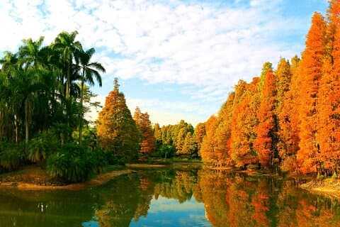 Excursión privada de un día al Jardín Botánico Nacional del Sur de China en Guangzhou