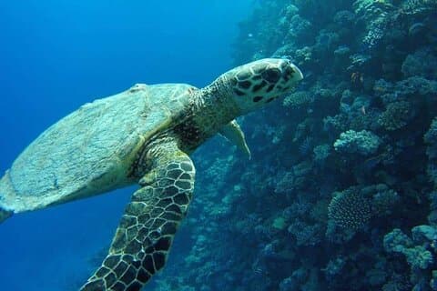 Snorkeling con dugonghi e tartarughe a Marsa Mubarak