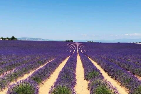 Full-day Private Tour Gorges du Verdon (LAVENDER JUNE 15/JULY 15)