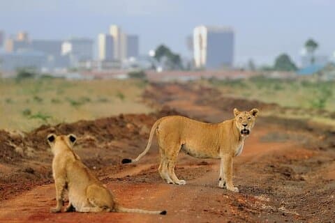 Dagstur till Nairobi National Park och Giraffe Center