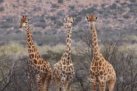 2 dagars privat lyx Addo Elephant Park & Bhejane Reserve Safari