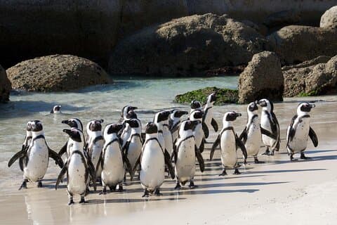 Tour privato dei pinguini di Table Mountain e Cape Point da Città del Capo