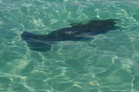 2 ore di nuoto con i delfini a Panama City