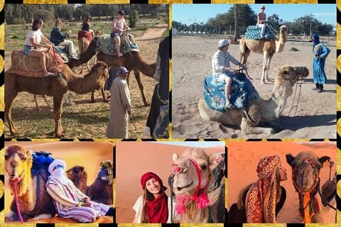 Dromedary Safari: 2 timer