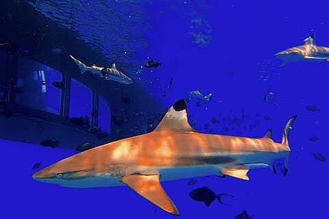 See Sharks & Rays from an Underwater Cabin Bora Bora