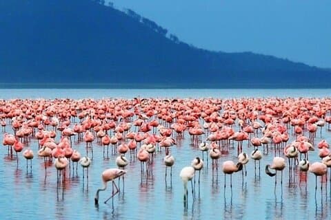 Safari di lusso per il birdwatching di 3 giorni