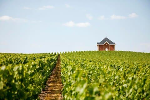 Privat tur til de beste champagnevingårdene fra Paris