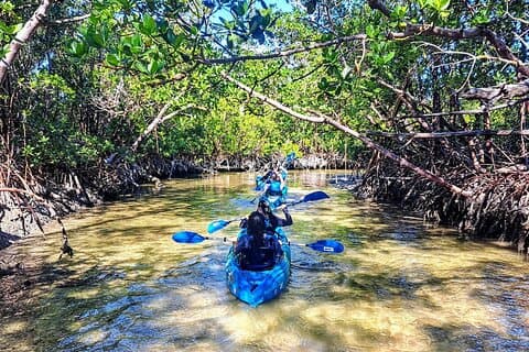 Rookery Bay Kayak Adventure – Mangroves, wilde dieren en foto's