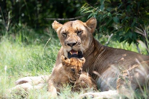 Private 4 Days Tour in Serengeti Safari