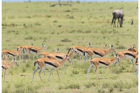 5 Days – Tanzania Choice Safari